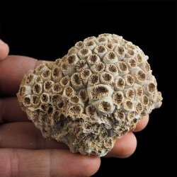 KORALOWIEC Tarbellastraea conoidea - 71 mm - NEOGEN - WĘGRY