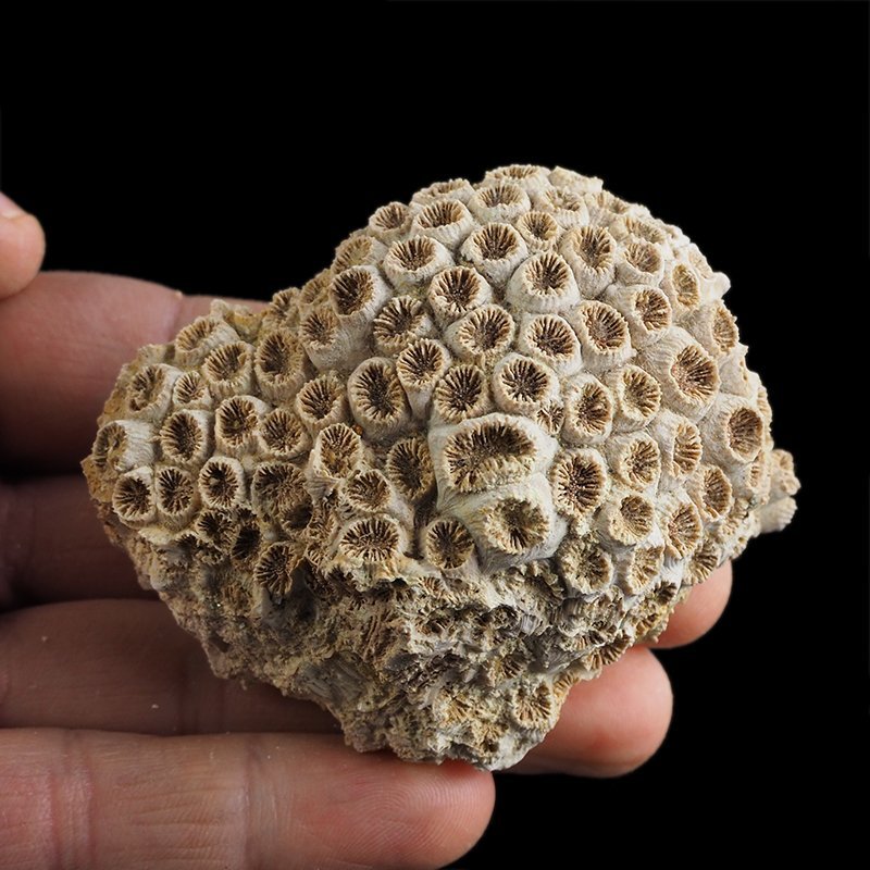 KORALOWIEC Tarbellastraea conoidea - 71 mm - NEOGEN - WĘGRY