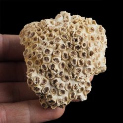 KORALOWIEC Tarbellastraea conoidea - 65 mm - NEOGEN - WĘGRY