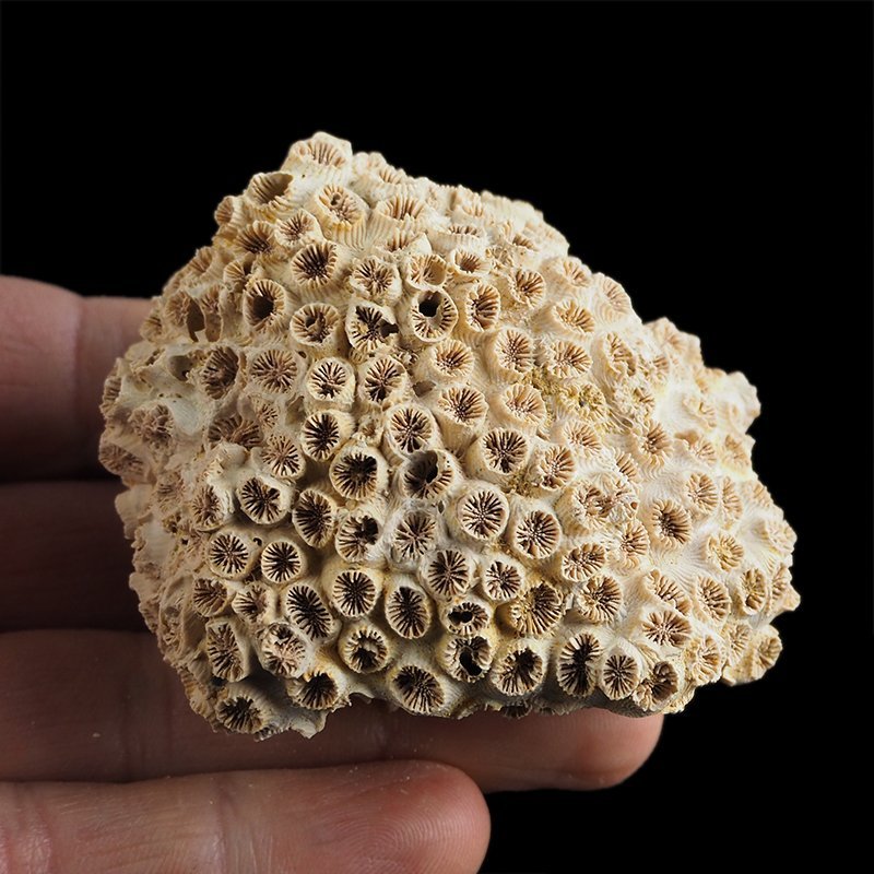 KORALOWIEC Tarbellastraea conoidea - 65 mm - NEOGEN - WĘGRY