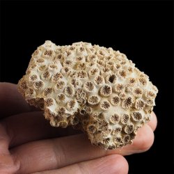 KORALOWIEC Tarbellastraea conoidea - 65 mm - NEOGEN - WĘGRY