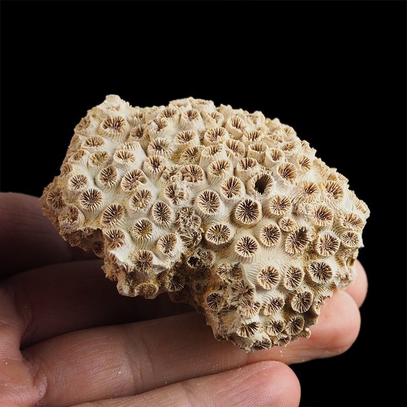 KORALOWIEC Tarbellastraea conoidea - 65 mm - NEOGEN - WĘGRY