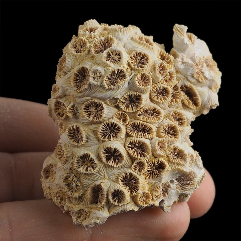 KORALOWIEC Tarbellastraea conoidea - 53 mm - NEOGEN - WĘGRY