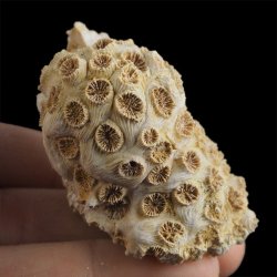 KORALOWIEC Tarbellastraea conoidea - 53 mm - NEOGEN - WĘGRY