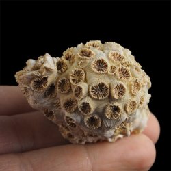 KORALOWIEC Tarbellastraea conoidea - 53 mm - NEOGEN - WĘGRY