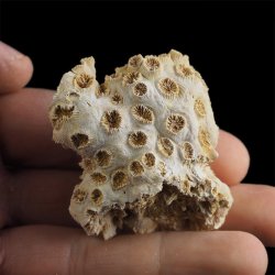 KORALOWIEC Tarbellastraea conoidea - 53 mm - NEOGEN - WĘGRY