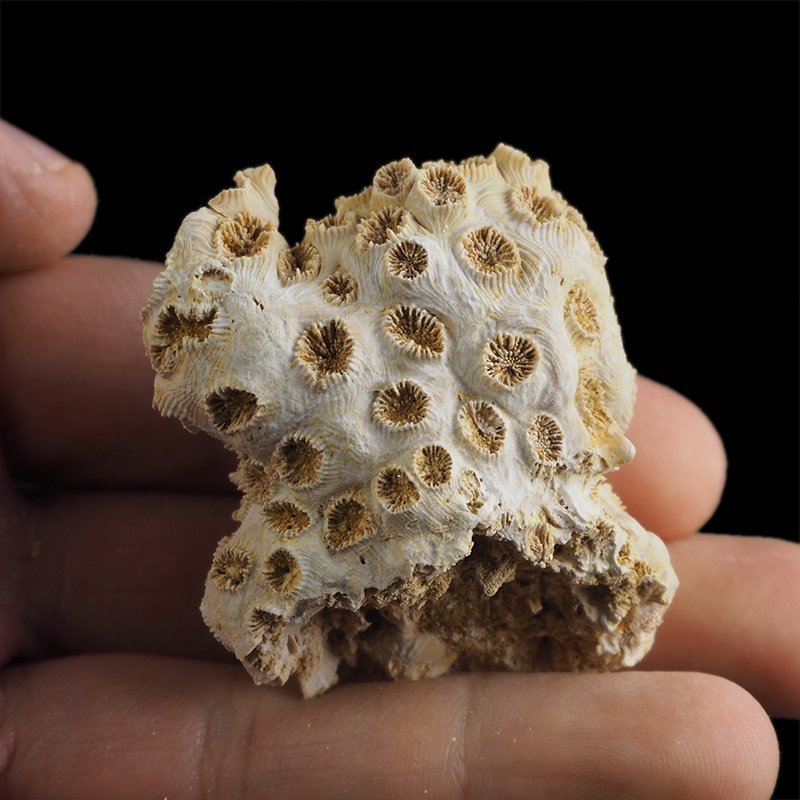 KORALOWIEC Tarbellastraea conoidea - 53 mm - NEOGEN - WĘGRY