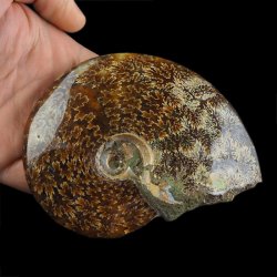 AMONIT Z LINIĄ LOBOWĄ - 111 mm- KREDA DOLNA - 110 mln lat - MADAGASKAR