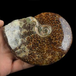 AMONIT Z LINIĄ LOBOWĄ - 111 mm- KREDA DOLNA - 110 mln lat - MADAGASKAR