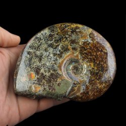 AMONIT Z LINIĄ LOBOWĄ - 111 mm- KREDA DOLNA - 110 mln lat - MADAGASKAR