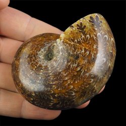 AMONIT Z LINIĄ LOBOWĄ - 74 mm - KREDA DOLNA - 110 mln lat - MADAGASKAR