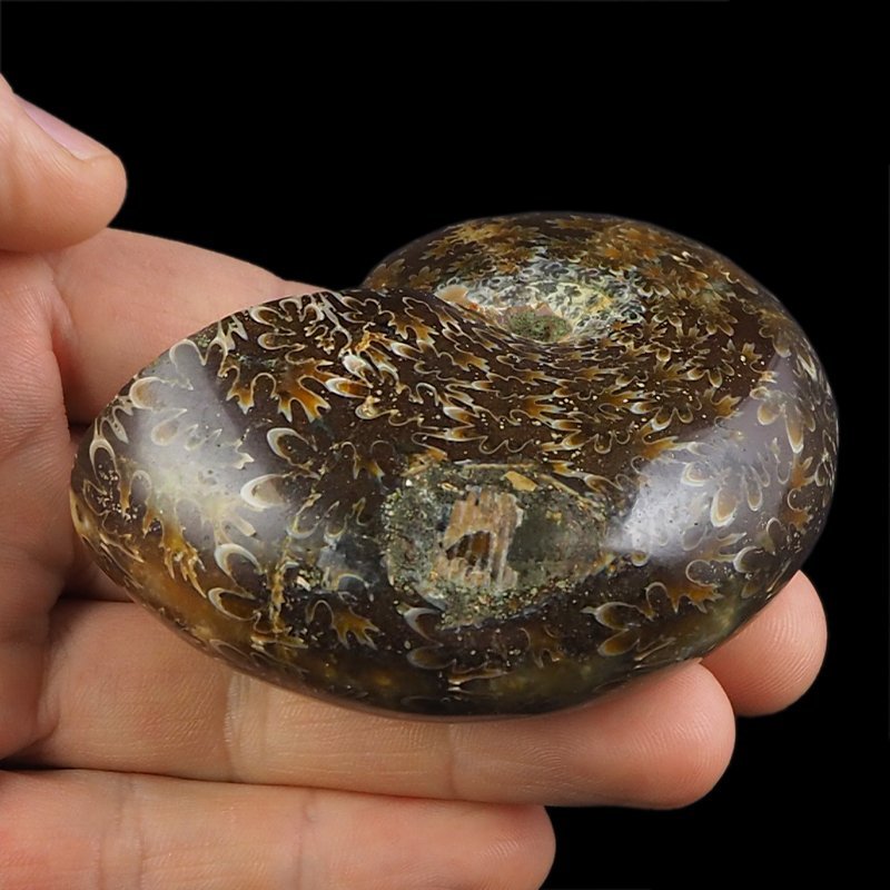 AMONIT Z LINIĄ LOBOWĄ - 74 mm - KREDA DOLNA - 110 mln lat - MADAGASKAR