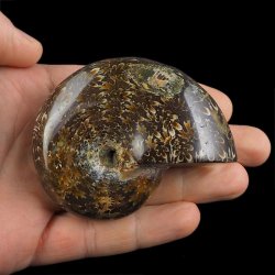 AMONIT Z LINIĄ LOBOWĄ - 74 mm - KREDA DOLNA - 110 mln lat - MADAGASKAR