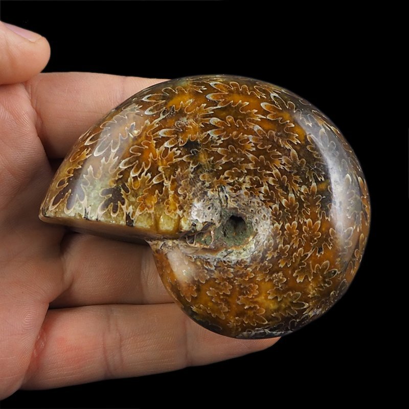 AMONIT Z LINIĄ LOBOWĄ - 74 mm - KREDA DOLNA - 110 mln lat - MADAGASKAR