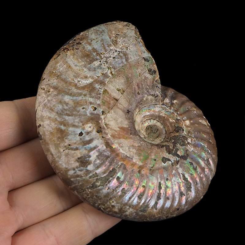 AMONIT Z OPALIZUJĄCĄ SKORUPĄ - 93 mm - 110 MLN LAT - MADAGASKAR