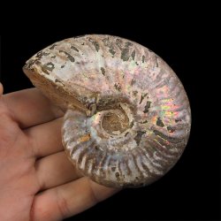 AMONIT Z OPALIZUJĄCĄ SKORUPĄ - 93 mm - 110 MLN LAT - MADAGASKAR