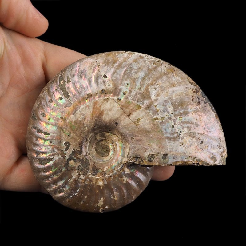 AMONIT Z OPALIZUJĄCĄ SKORUPĄ - 93 mm - 110 MLN LAT - MADAGASKAR