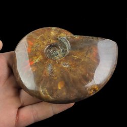 AMONIT Z OPALIZUJĄCĄ SKORUPĄ - 102 mm - 110 MLN LAT - MADAGASKAR