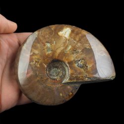 AMONIT Z OPALIZUJĄCĄ SKORUPĄ - 102 mm - 110 MLN LAT - MADAGASKAR