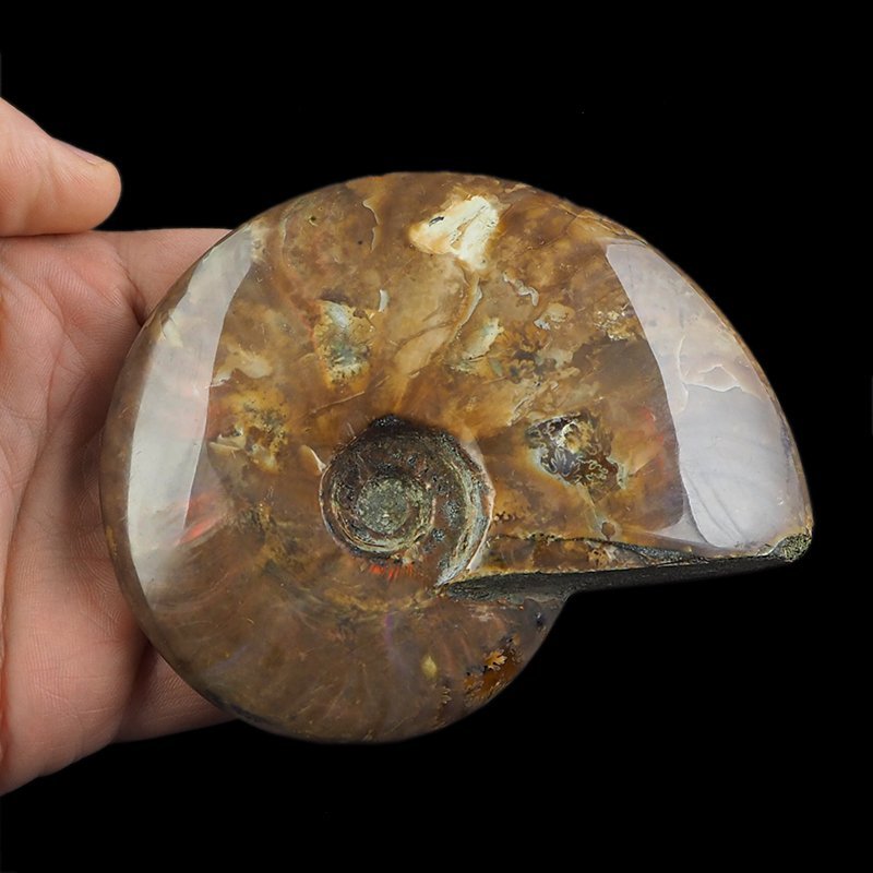 AMONIT Z OPALIZUJĄCĄ SKORUPĄ - 102 mm - 110 MLN LAT - MADAGASKAR