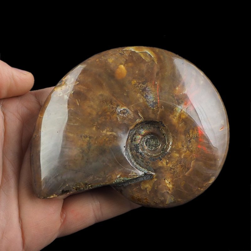 AMONIT Z OPALIZUJĄCĄ SKORUPĄ - 102 mm - 110 MLN LAT - MADAGASKAR