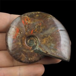 AMONIT Z OPALIZUJĄCĄ SKORUPĄ - 68 mm - 110 MLN LAT - MADAGASKAR