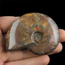 AMONIT Z OPALIZUJĄCĄ SKORUPĄ - 68 mm - 110 MLN LAT - MADAGASKAR