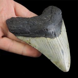 SKAMIENIAŁY ZĄB REKINA MEGALODON - 104 mm - FLORYDA, USA