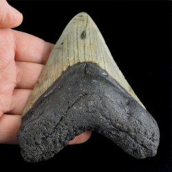 SKAMIENIAŁY ZĄB REKINA MEGALODON - 104 mm - FLORYDA, USA