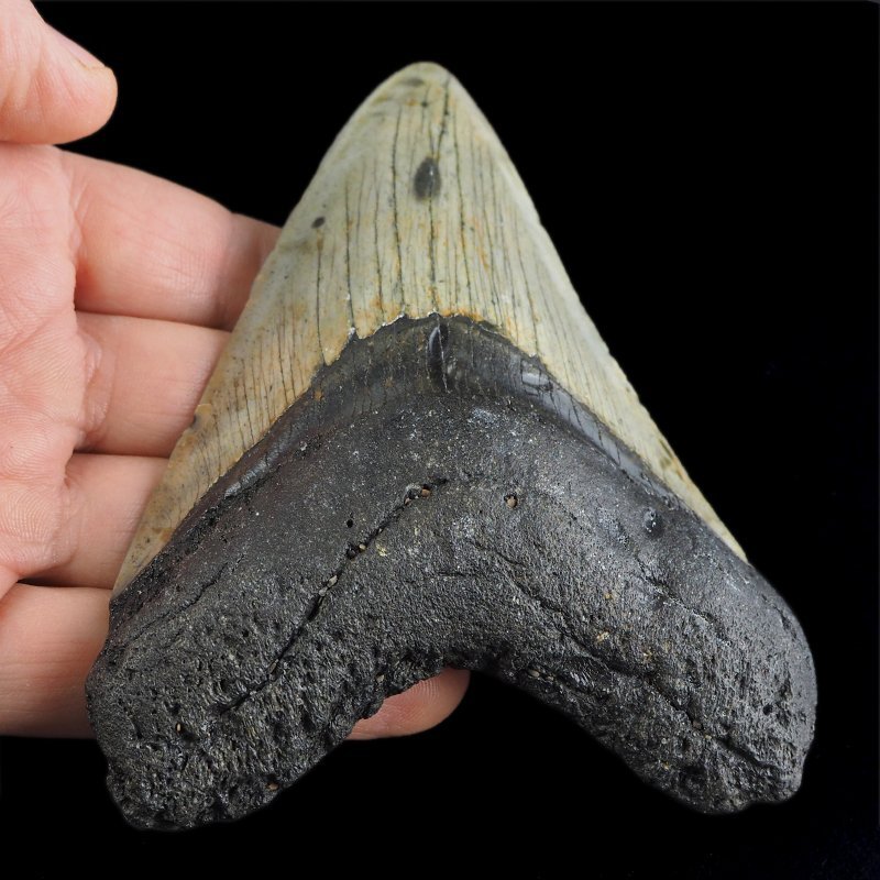 SKAMIENIAŁY ZĄB REKINA MEGALODON - 104 mm - FLORYDA, USA