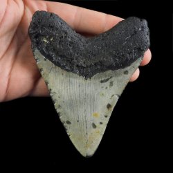 SKAMIENIAŁY ZĄB REKINA MEGALODON - 104 mm - FLORYDA, USA