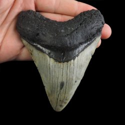 SKAMIENIAŁY ZĄB REKINA MEGALODON - 104 mm - FLORYDA, USA