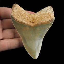 SKAMIENIAŁY ZĄB REKINA - MEGALODON - 85 mm - FLORYDA, USA