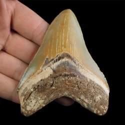 SKAMIENIAŁY ZĄB REKINA - MEGALODON - 85 mm - FLORYDA, USA