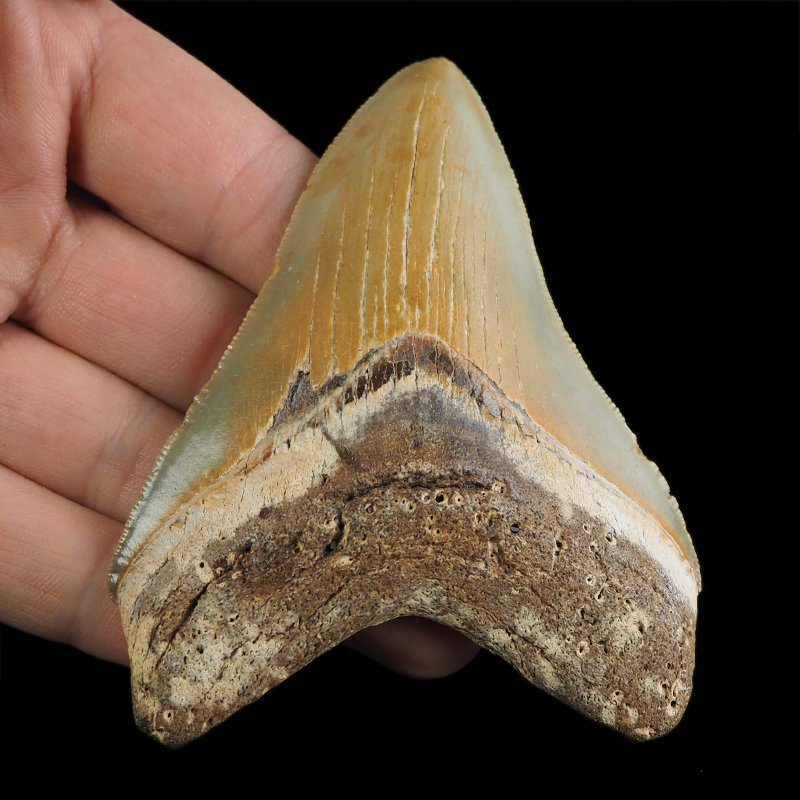 SKAMIENIAŁY ZĄB REKINA - MEGALODON - 85 mm - FLORYDA, USA