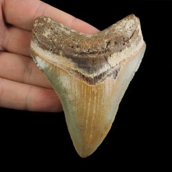 SKAMIENIAŁY ZĄB REKINA - MEGALODON - 85 mm - FLORYDA, USA