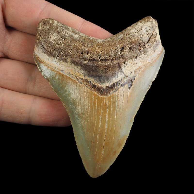SKAMIENIAŁY ZĄB REKINA - MEGALODON - 85 mm - FLORYDA, USA