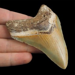 SKAMIENIAŁY ZĄB REKINA - MEGALODON - 85 mm - FLORYDA, USA