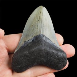 SKAMIENIAŁY ZĄB REKINA - MEGALODON - 78 mm - FLORYDA, USA
