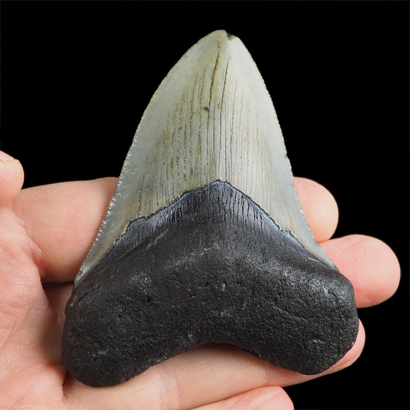 SKAMIENIAŁY ZĄB REKINA - MEGALODON - 78 mm - FLORYDA, USA