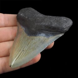 SKAMIENIAŁY ZĄB REKINA - MEGALODON - 78 mm - FLORYDA, USA