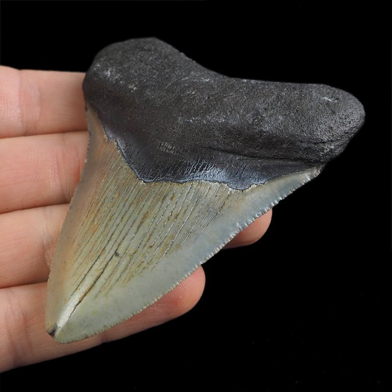SKAMIENIAŁY ZĄB REKINA - MEGALODON - 78 mm - FLORYDA, USA