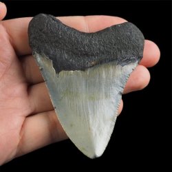 SKAMIENIAŁY ZĄB REKINA - MEGALODON - 78 mm - FLORYDA, USA