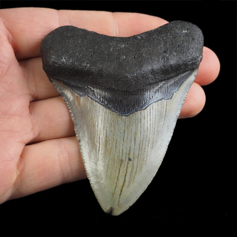 SKAMIENIAŁY ZĄB REKINA - MEGALODON - 78 mm - FLORYDA, USA