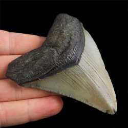 SKAMIENIAŁY ZĄB REKINA - MEGALODON - 80 mm - FLORYDA, USA