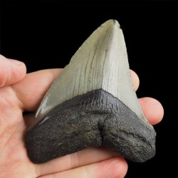 SKAMIENIAŁY ZĄB REKINA - MEGALODON - 80 mm - FLORYDA, USA