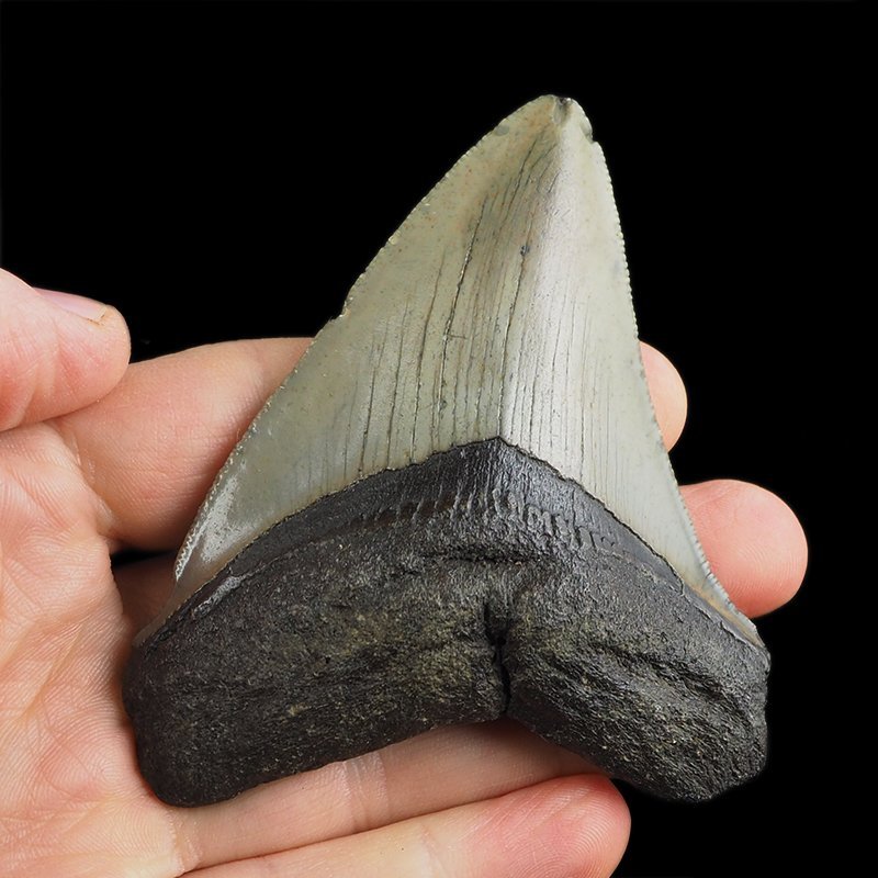 SKAMIENIAŁY ZĄB REKINA - MEGALODON - 80 mm - FLORYDA, USA