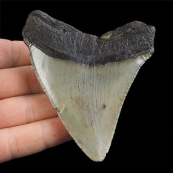 SKAMIENIAŁY ZĄB REKINA - MEGALODON - 80 mm - FLORYDA, USA
