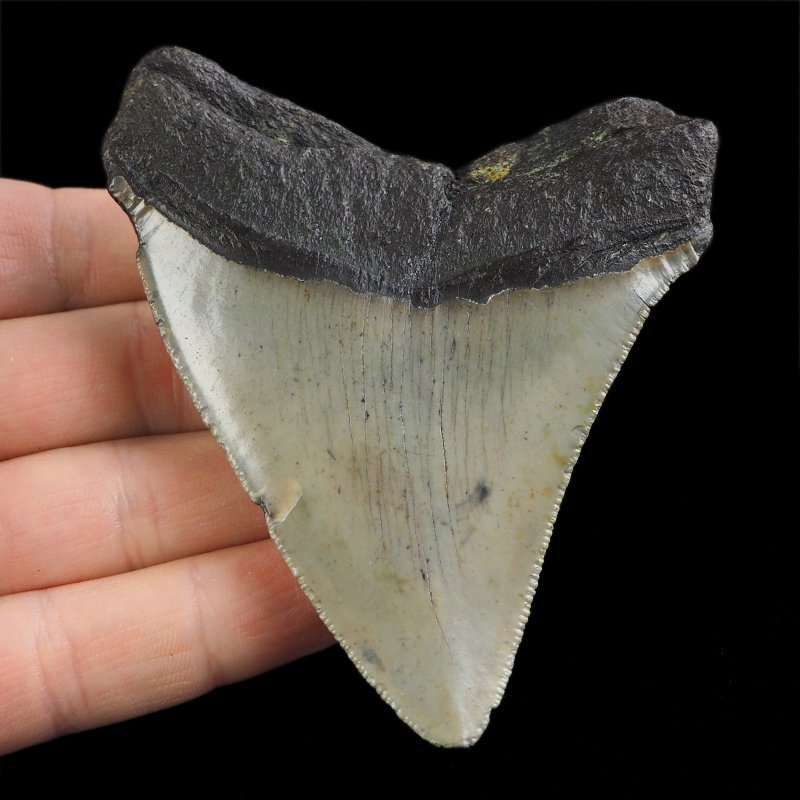 SKAMIENIAŁY ZĄB REKINA - MEGALODON - 80 mm - FLORYDA, USA