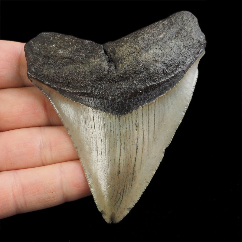SKAMIENIAŁY ZĄB REKINA - MEGALODON - 80 mm - FLORYDA, USA